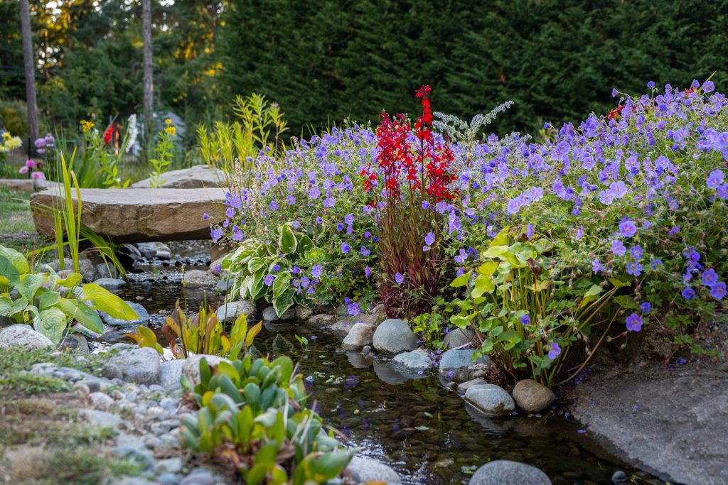 Dry creek bed edged with hardy geraniums and cardinal flowers
