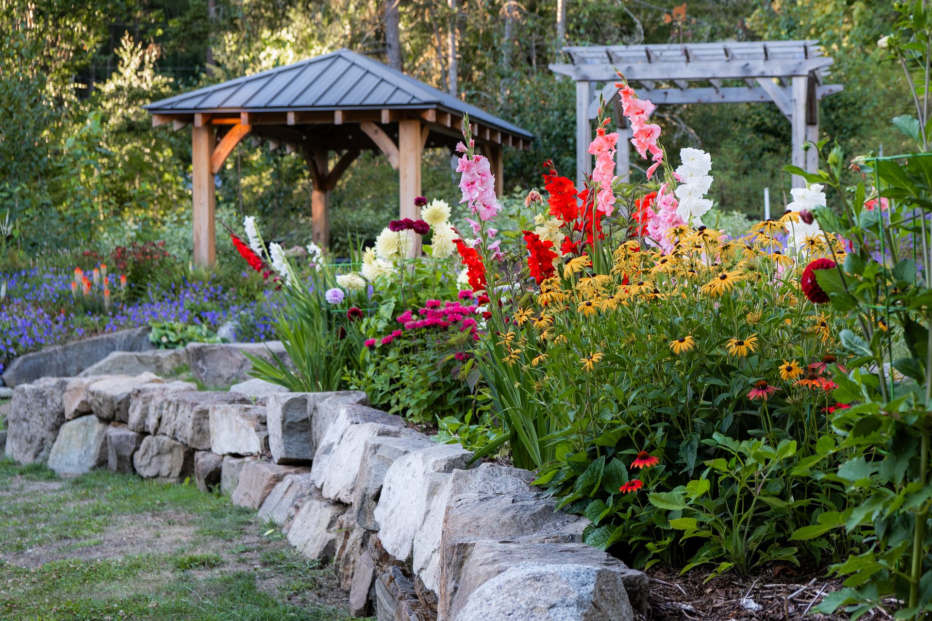Gladiolus and rudbeckia above a stone wall