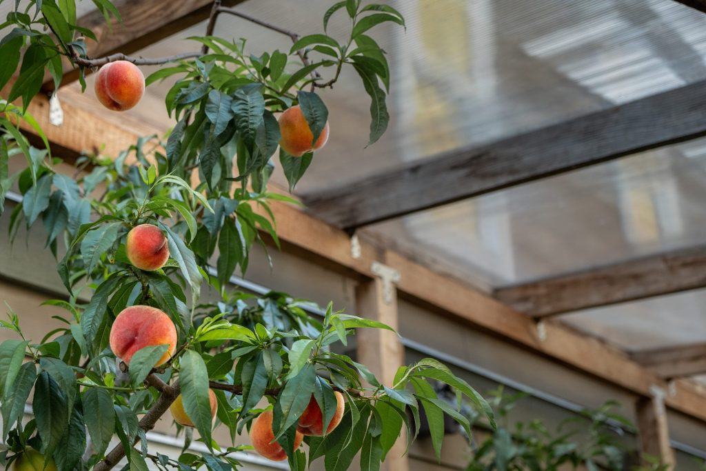 Ripe peaches growing under a sheltered roof
