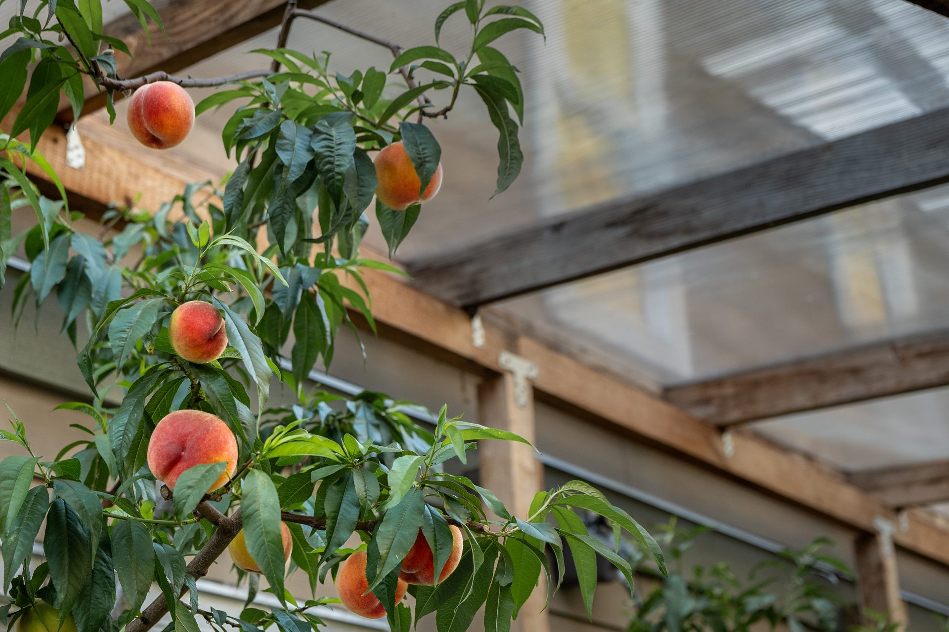 Ripe peaches growing under a sheltered roof