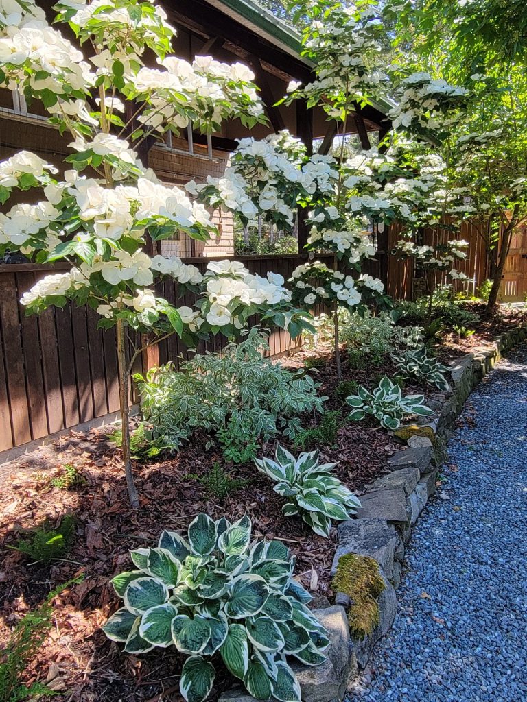 Shade bed of flowering dogwoods and hostas