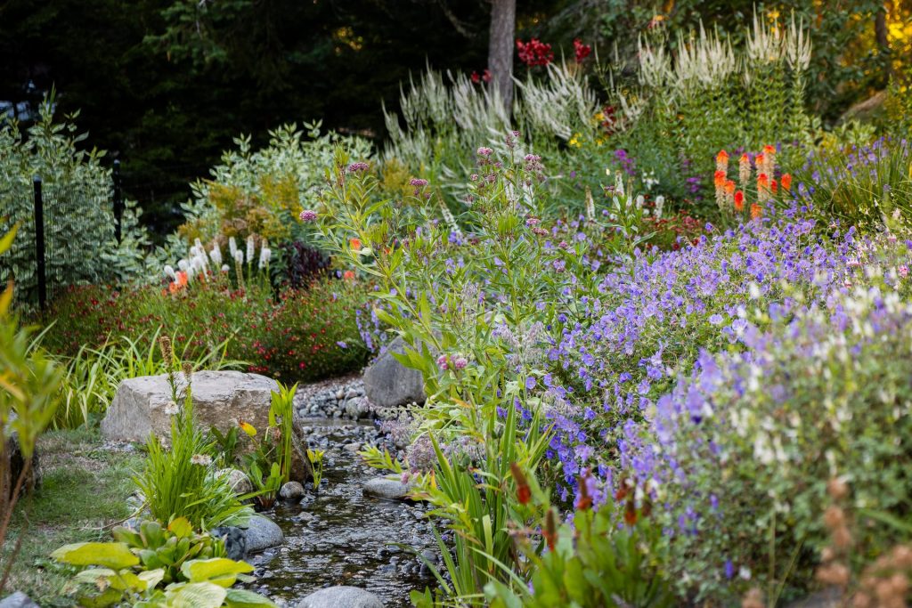 Stream bed winding through perennial meadow planting